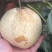 山农酥梨