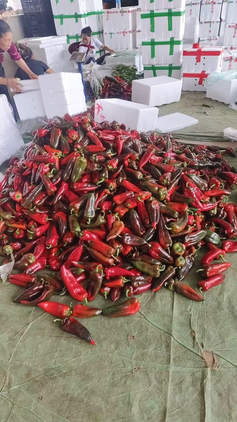 产地直供量大从优，欢迎电话咨询前来洽谈，支持视频看货