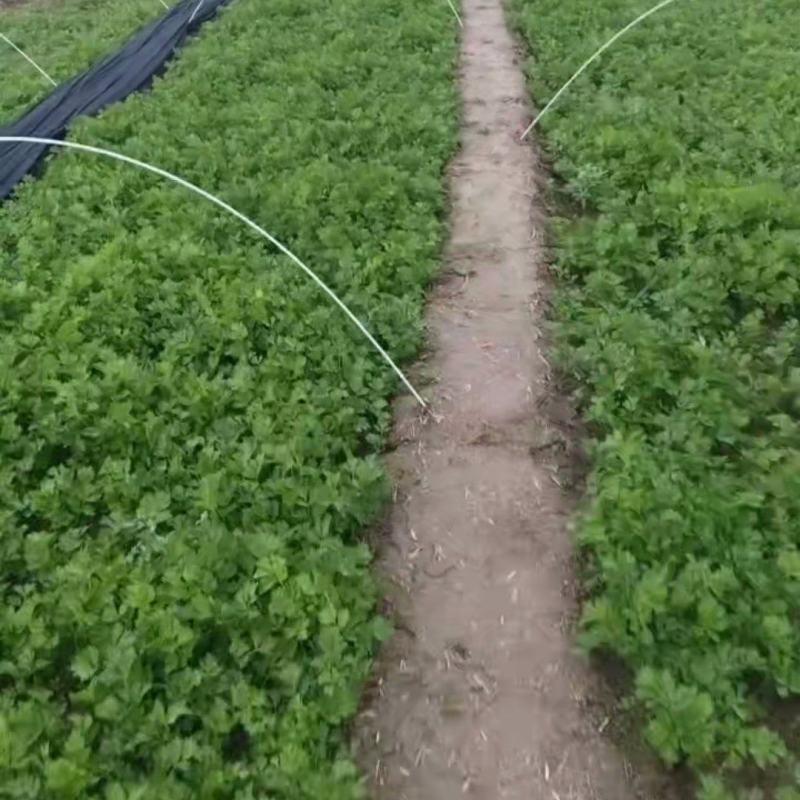 芹菜苗