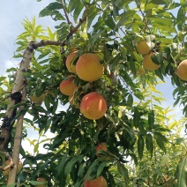 中华寿桃基地直发现摘现发品质保证欢迎来电