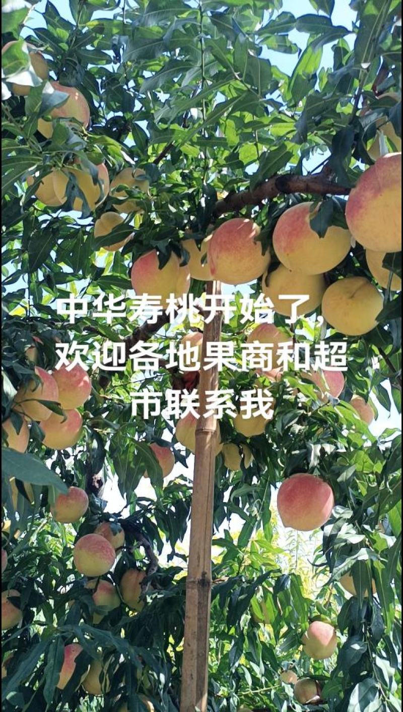 中华寿桃基地直发现摘现发品质保证欢迎来电