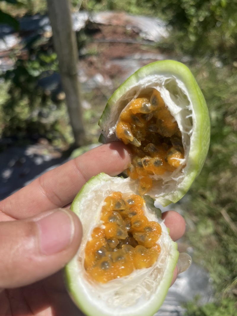 钦密9