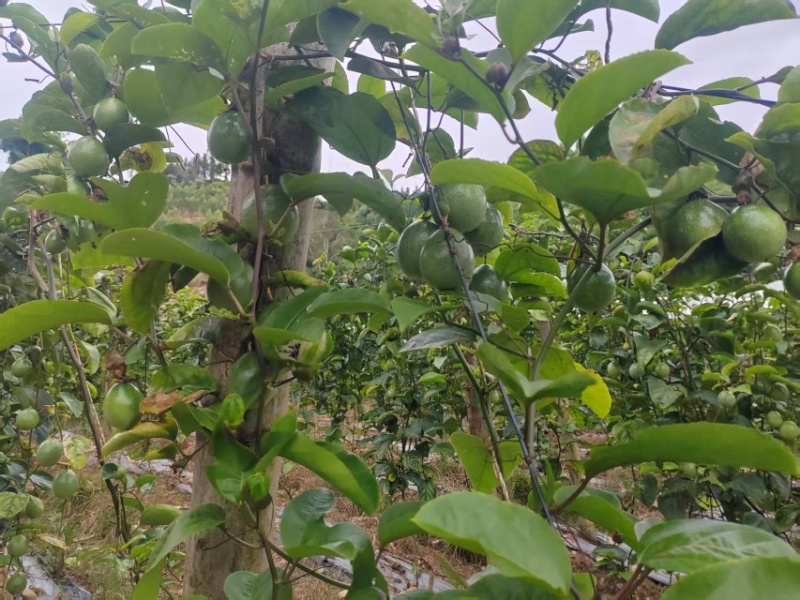 钦密9