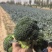 精品西兰花基地一手货源美青耐寒西兰花无烂头小米粒粗把