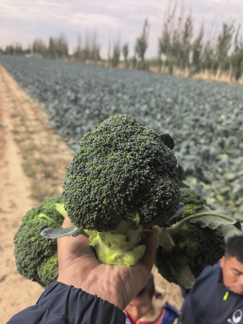 精品西兰花基地一手货源美青耐寒西兰花无烂头小米粒粗把