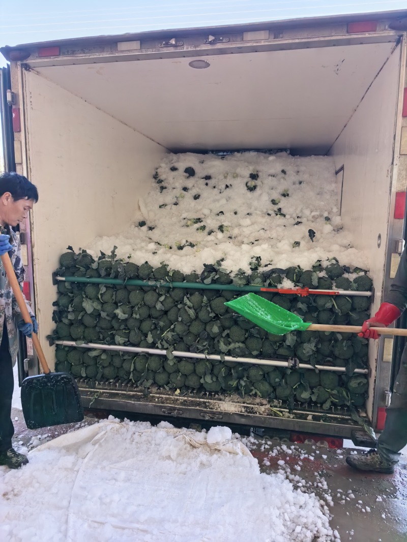 精品西兰花基地一手货源美青耐寒西兰花无烂头小米粒粗把
