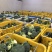 精品西兰花基地一手货源美青耐寒西兰花无烂头小米粒粗把