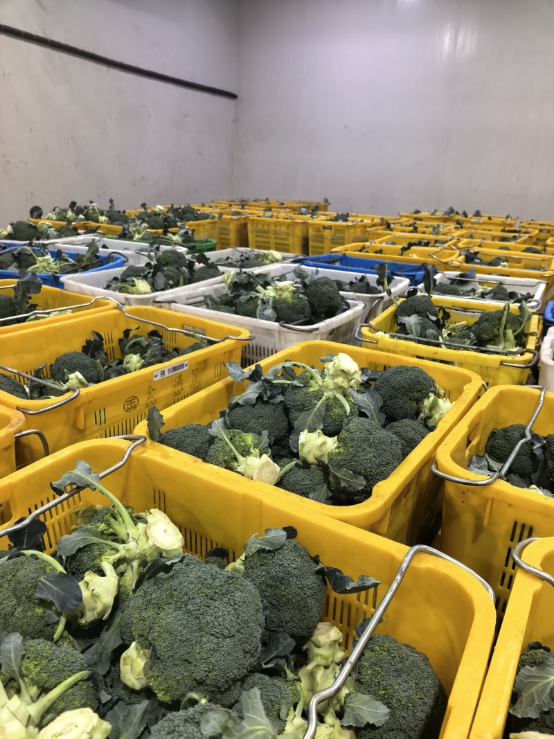 精品西兰花基地一手货源美青耐寒西兰花无烂头小米粒粗把