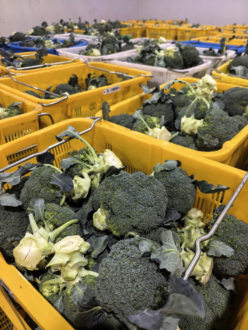 精品西兰花基地一手货源美青耐寒西兰花无烂头小米粒粗把