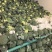 精品西兰花基地一手货源美青耐寒西兰花无烂头小米粒粗把