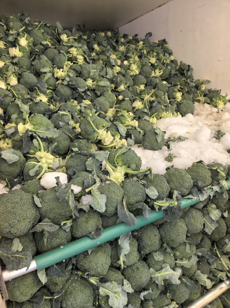 精品西兰花基地一手货源美青耐寒西兰花无烂头小米粒粗把
