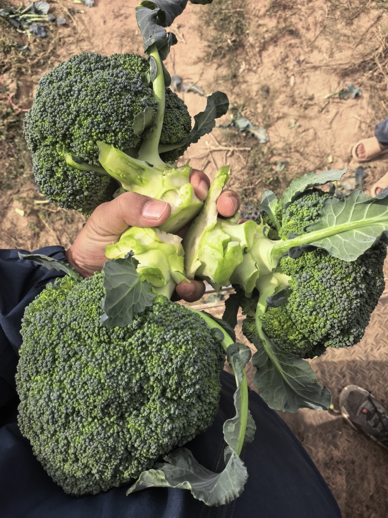 精品西兰花基地一手货源美青耐寒西兰花无烂头小米粒粗把