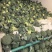 精品西兰花基地一手货源美青耐寒西兰花无烂头小米粒粗把