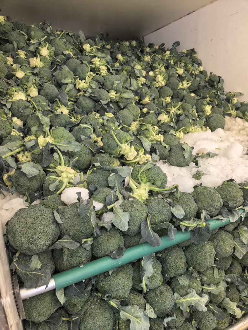 精品西兰花基地一手货源美青耐寒西兰花无烂头小米粒粗把