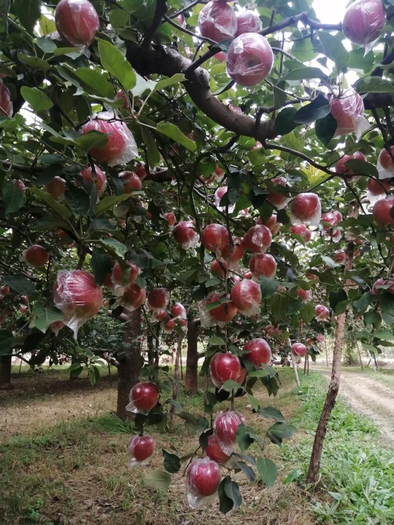 国红苹果
