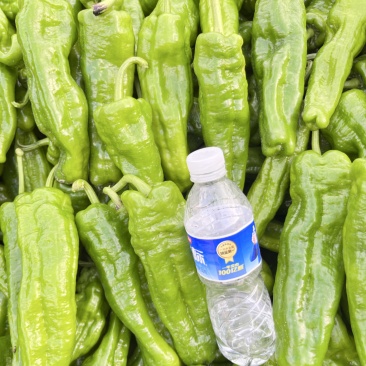 辣椒鲜辣椒薄皮大青椒，精品上市，可视频看货，产地直销