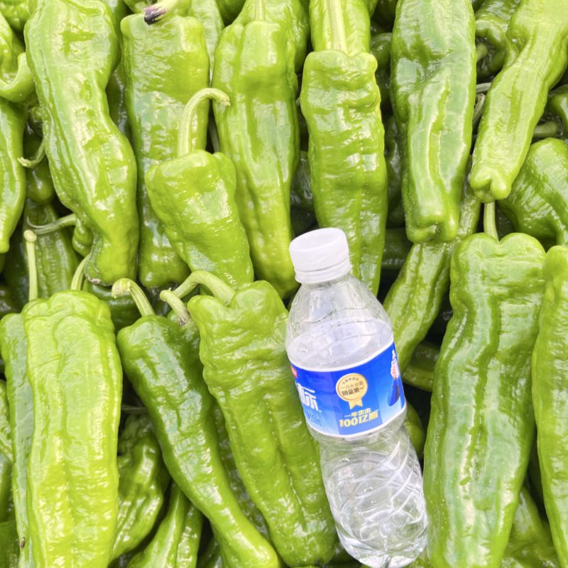 辣椒鲜辣椒薄皮大青椒，精品上市，可视频看货，产地直销
