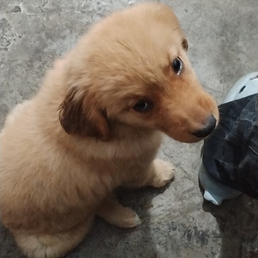 宠物狗