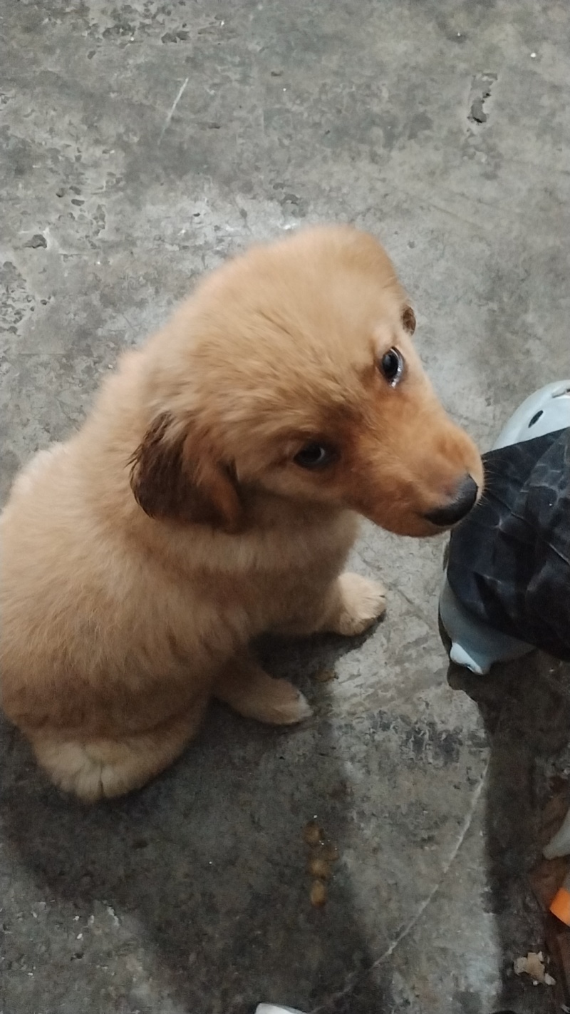 宠物狗