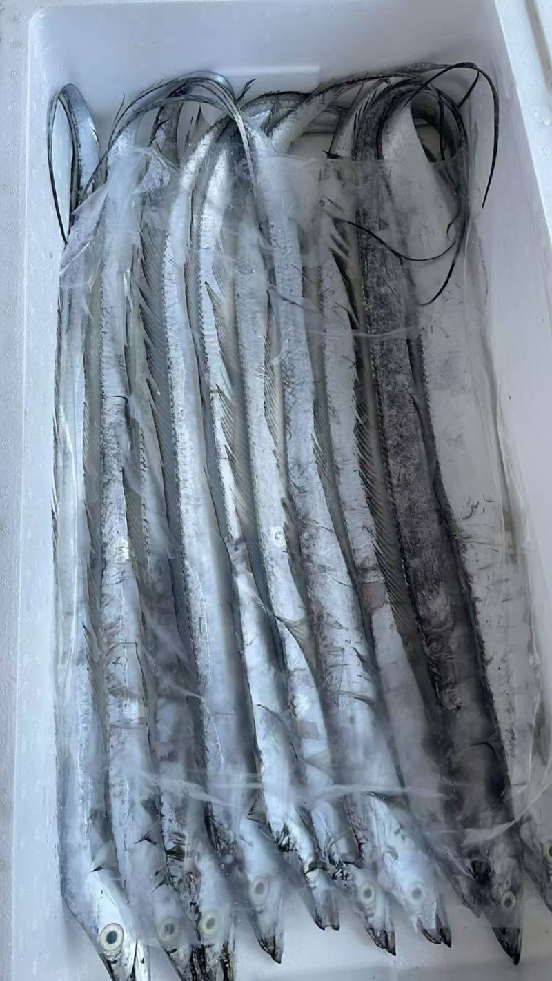 精品带鱼，整车批发，一件代发