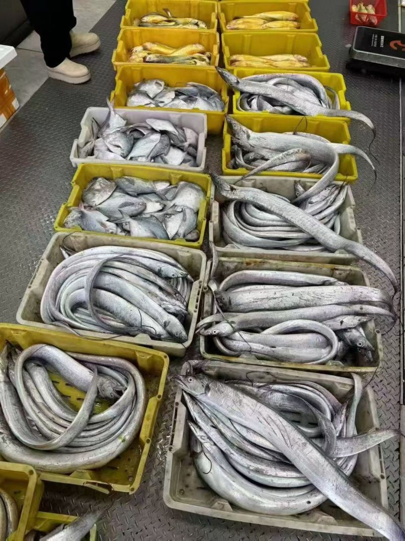 精品带鱼，整车批发，一件代发