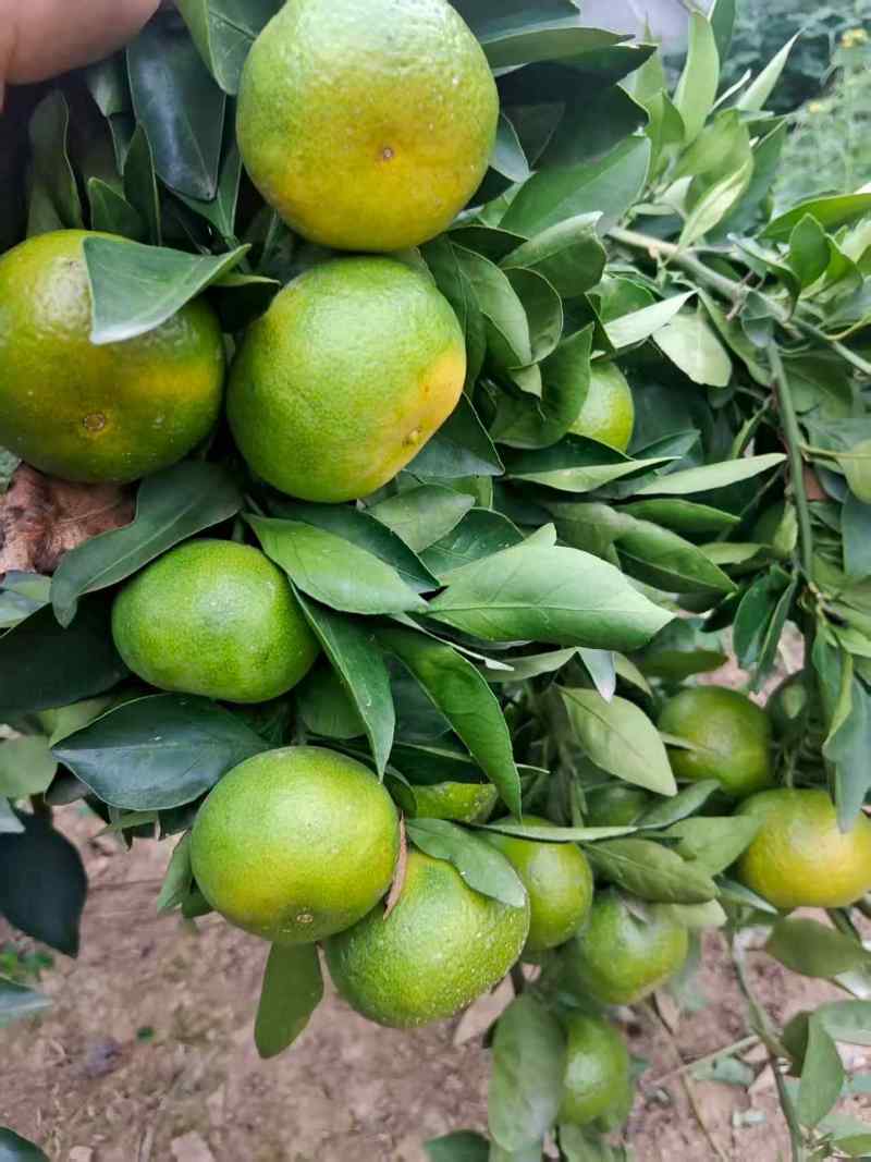 蜜桔，9月25号实拍