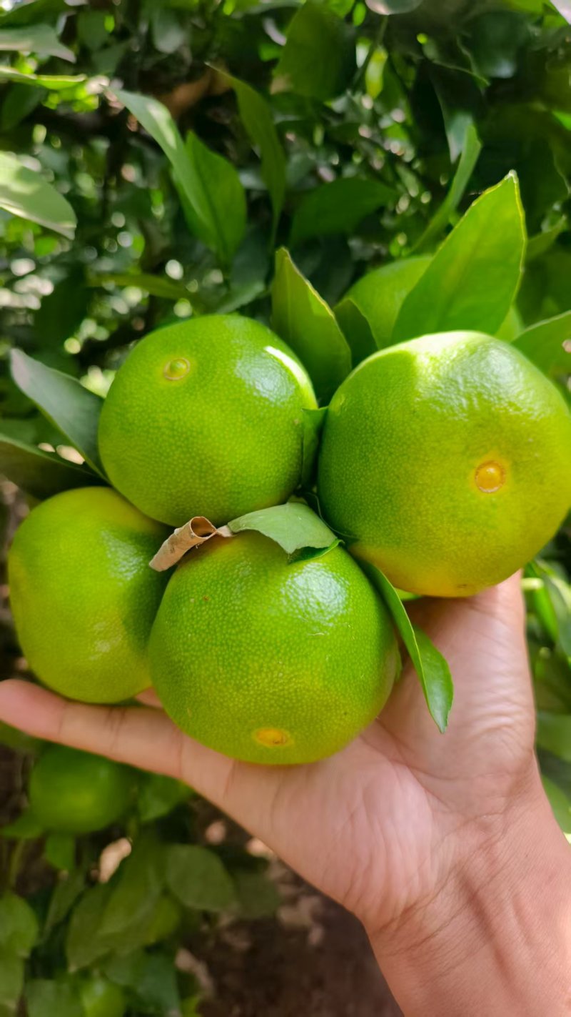 蜜桔，9月25号实拍