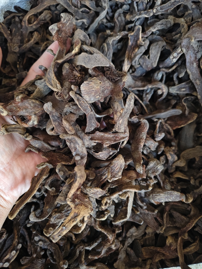 骨碎补干净无杂质骨碎补批发零售量大从优