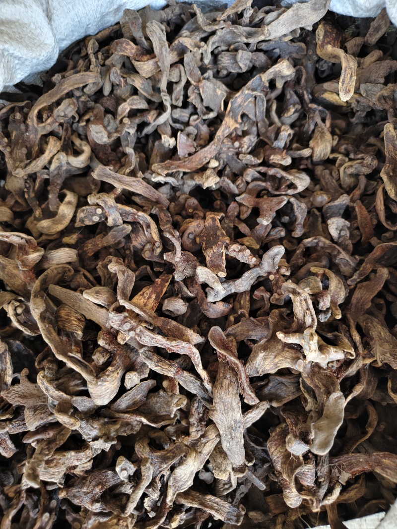 骨碎补干净无杂质骨碎补批发零售量大从优
