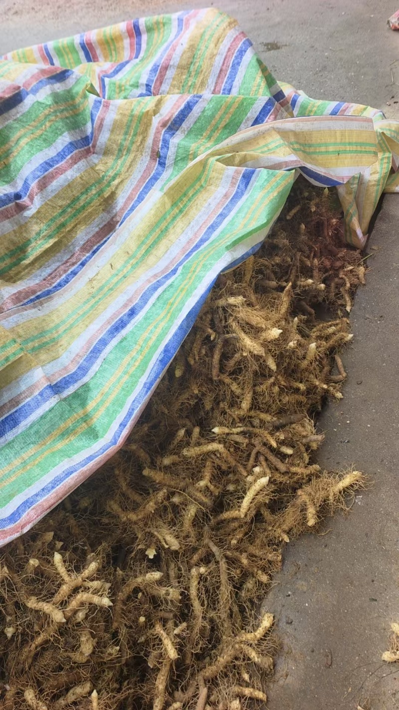 玉竹鲜货