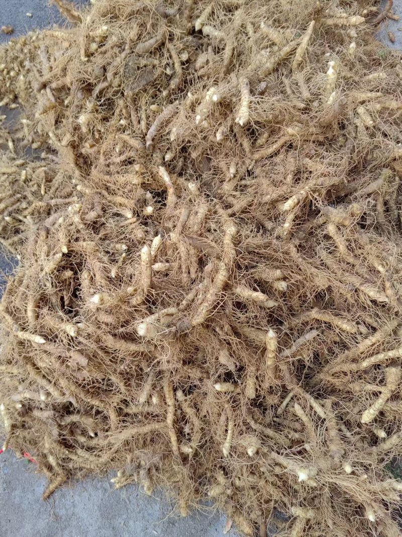 玉竹鲜货