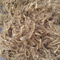玉竹鲜货