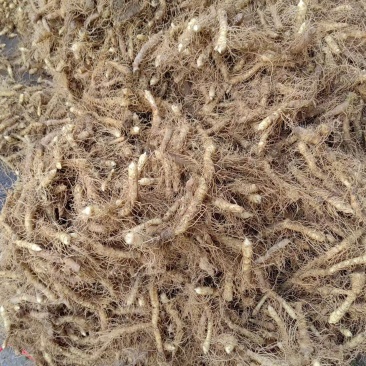 玉竹鲜货