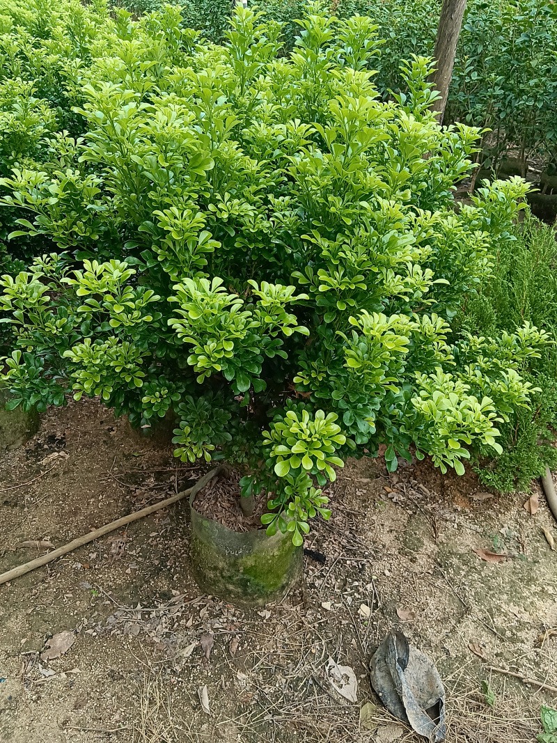 米兰/香水米兰