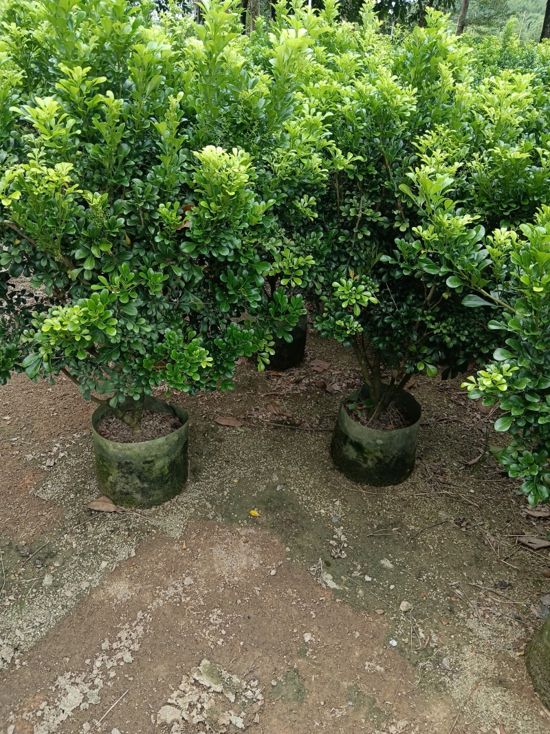 米兰/香水米兰