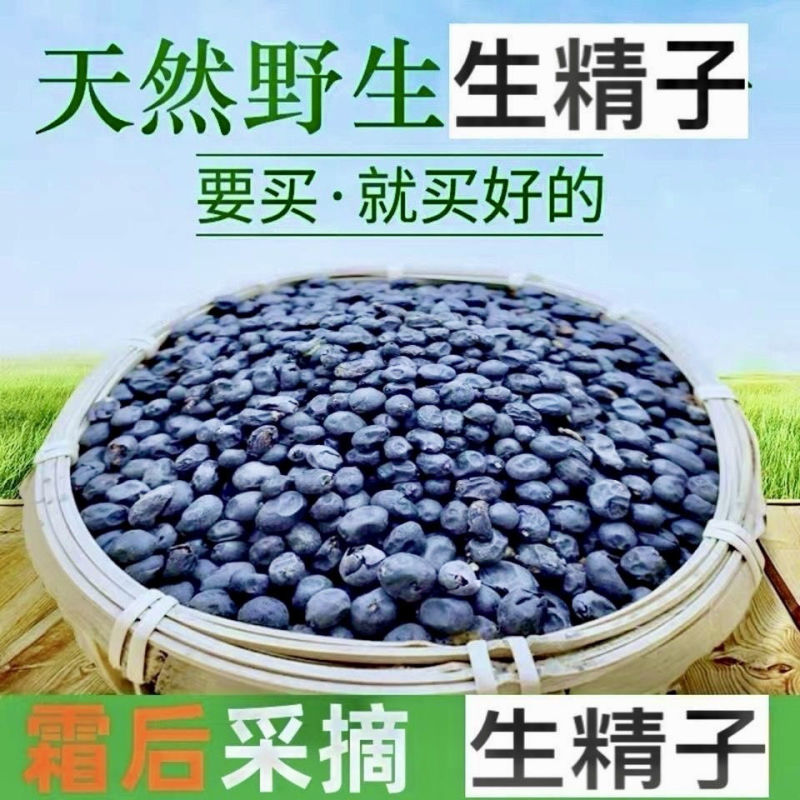 正宗野生生精子中药材新品热销云南腾冲苗家特产泡酒