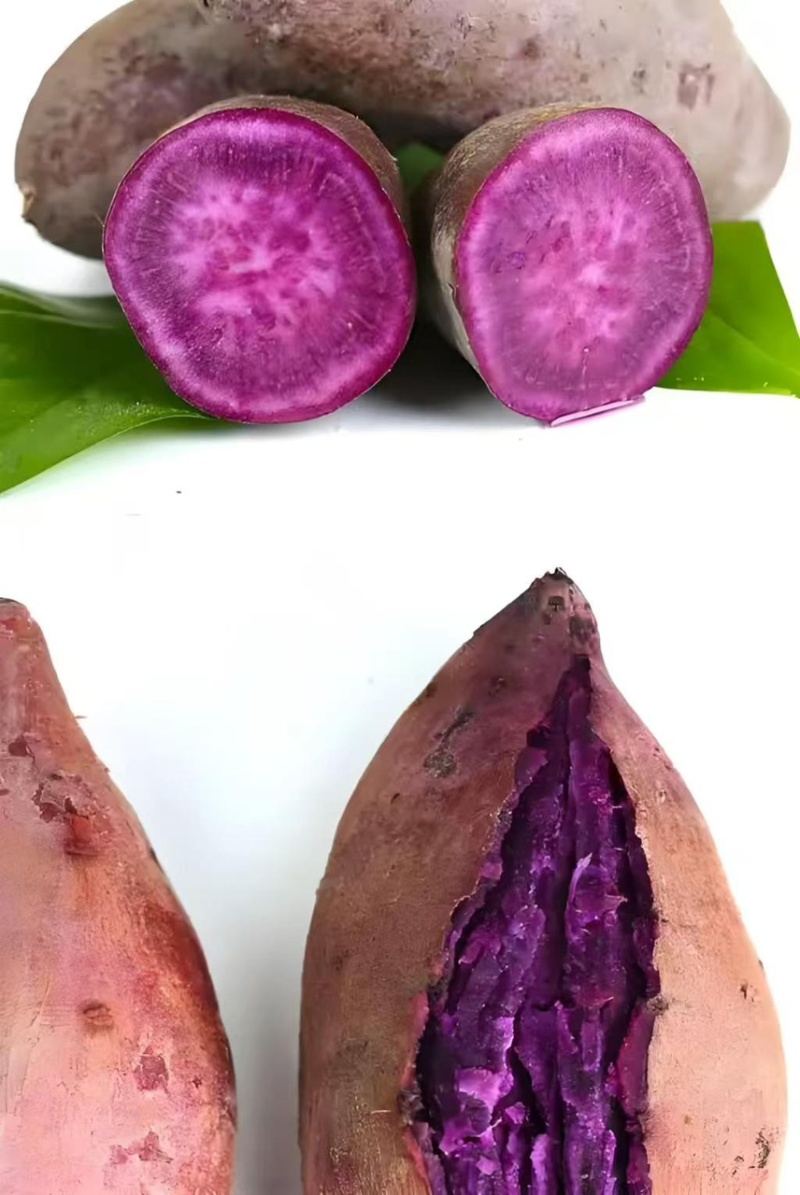 四川产优质紫薯红薯地瓜