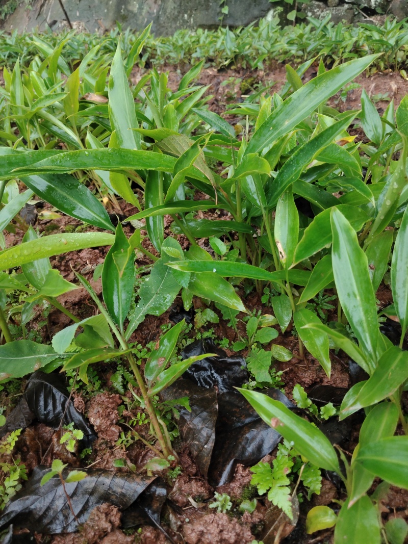 香砂仁苗