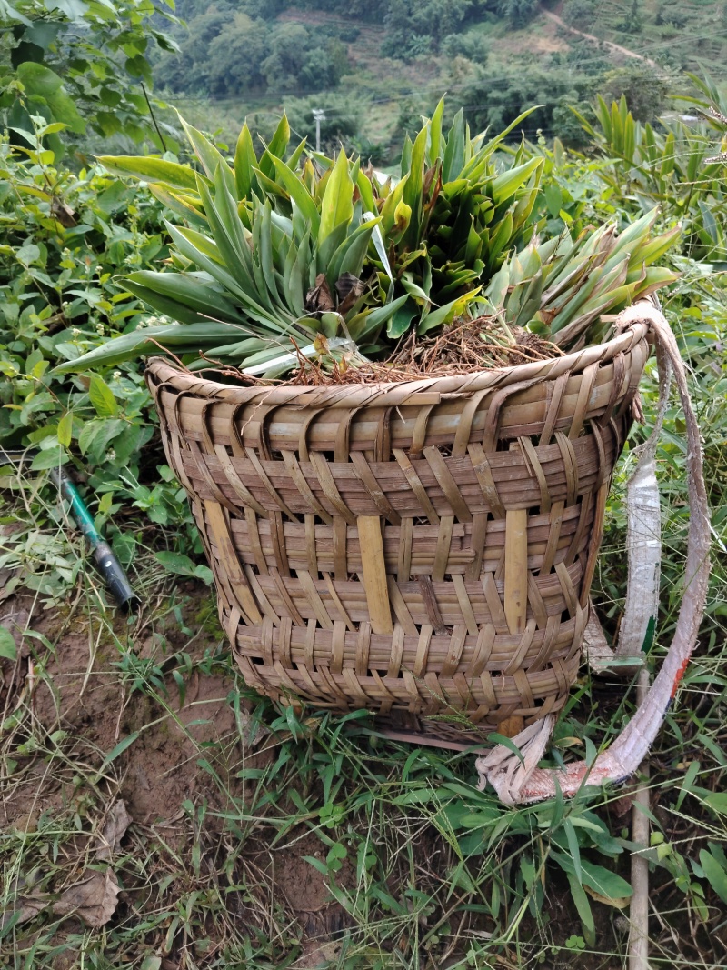 香砂仁苗