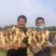 青苗姜批发(冷库预订,代存入库)实力配资/老姜供应