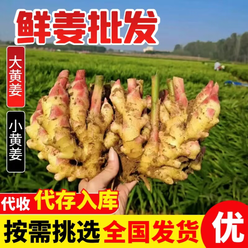 青苗姜批发（冷库预订，代存入库）实力配资/老姜供应