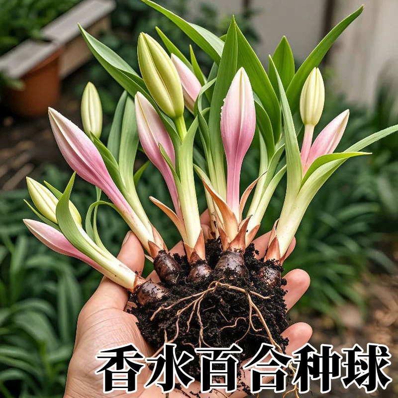进口百合花种球香水百合多季开花好养花卉植物室内外花苗盆栽