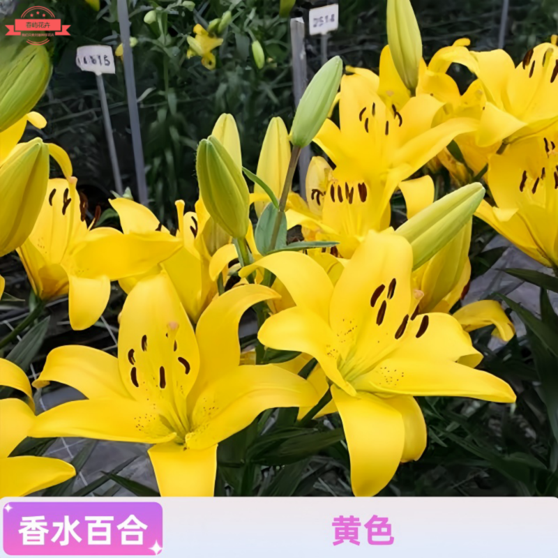 进口百合花种球香水百合多季开花好养花卉植物室内外花苗盆栽