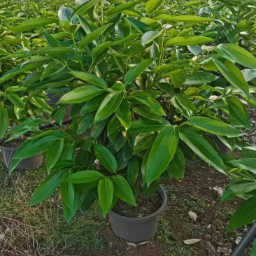精品平安树没有中间商赚差价一手货源