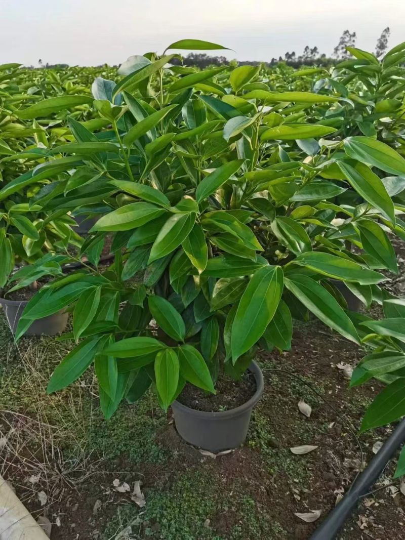 精品平安树没有中间商赚差价一手货源