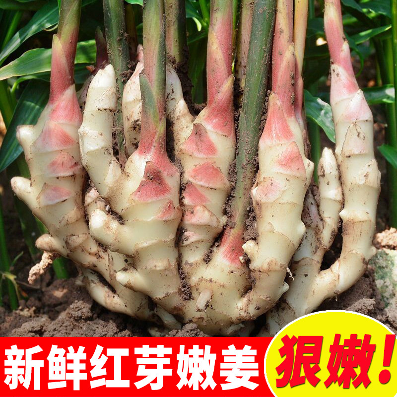 青苗姜批发（冷库预订，代存入库）实力配资/老姜供应