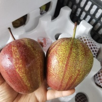 彩虹梨75以上特大果，大量有货