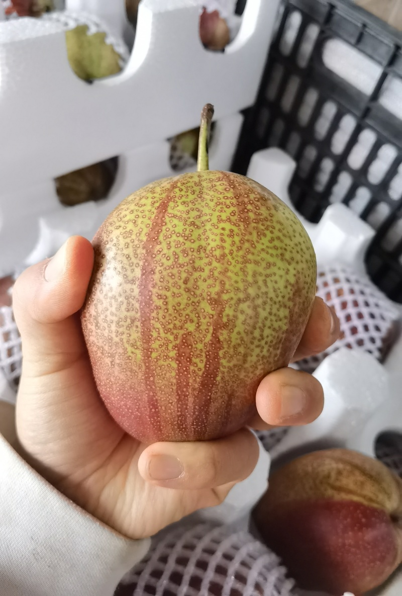 2026年新鲜彩虹梨！！！大量有货