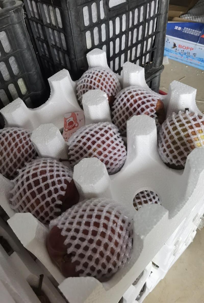 2026年新鲜彩虹梨！！！大量有货