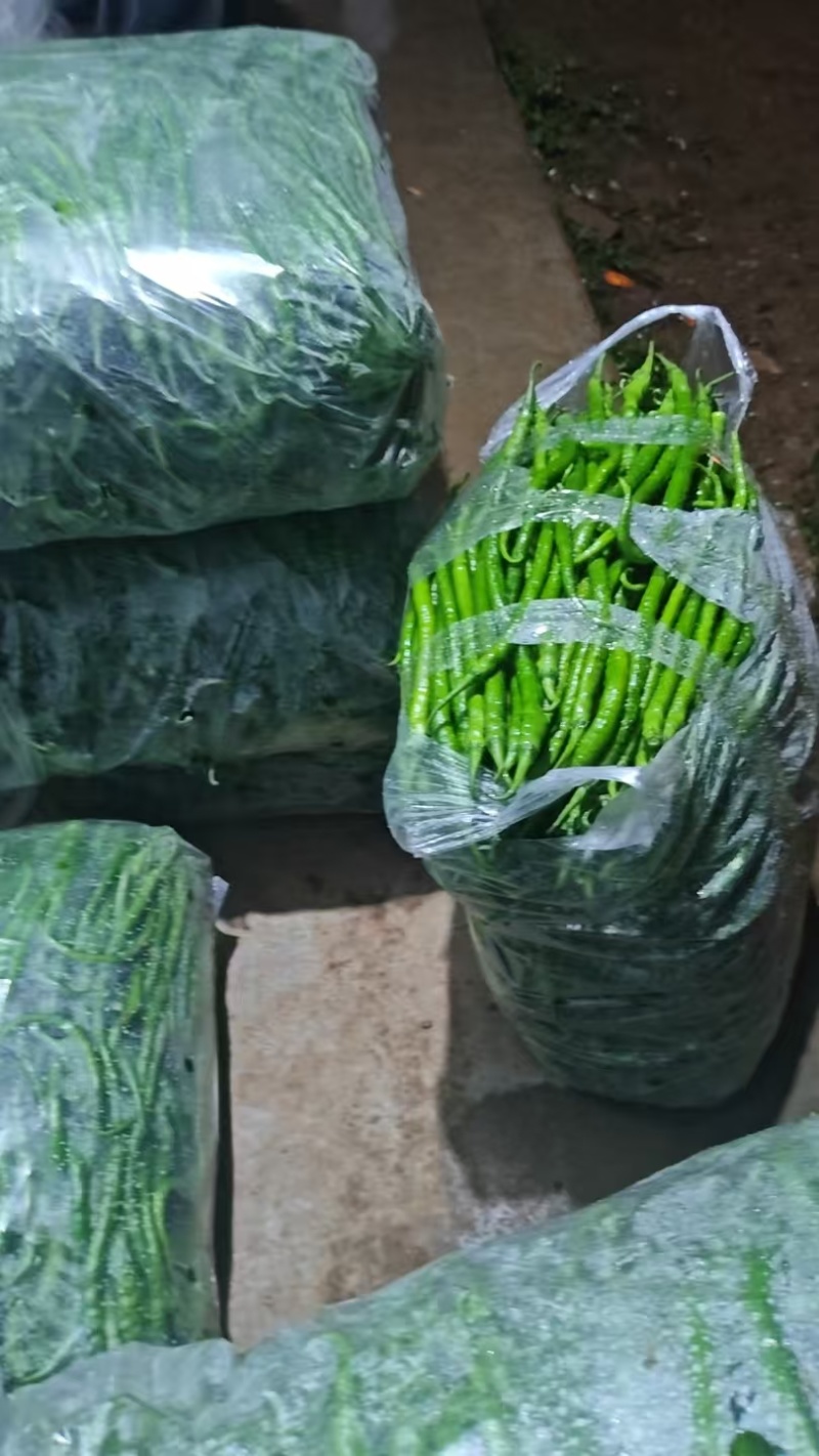 **精品8号线椒